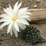 Gymnocalycium mesopotamicum JLcoll.647.jpg